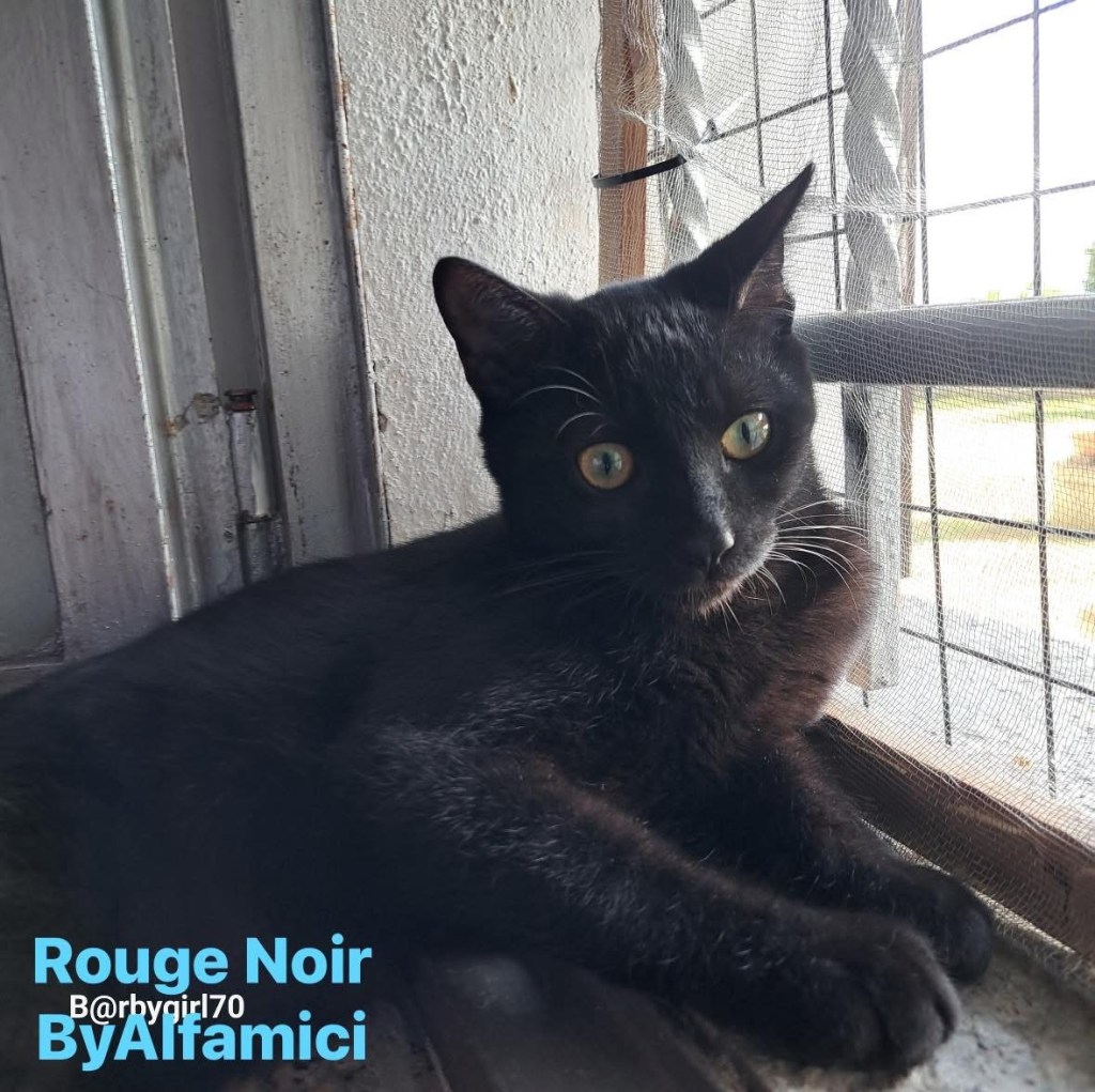 Meraviglie in adozione: CUDDLY E ROUGE&nbsp;NOIR